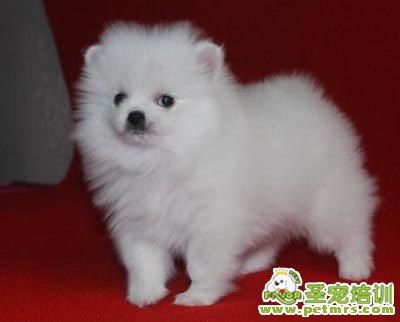 可愛狗狗