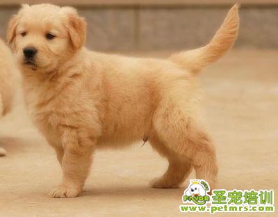 金毛犬