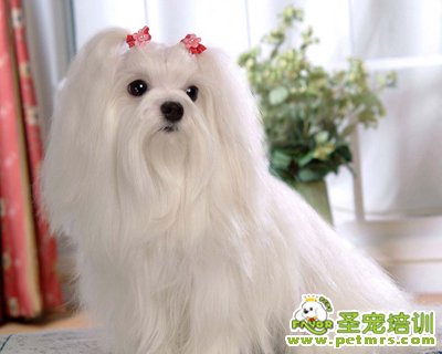 可愛狗狗
