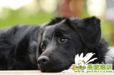 平毛尋回犬