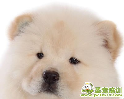 松獅狗狗