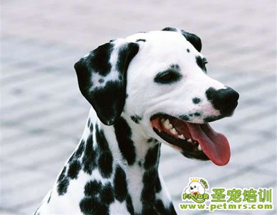 斑點(diǎn)狗狗