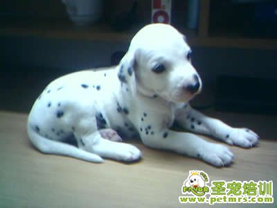 斑點狗狗