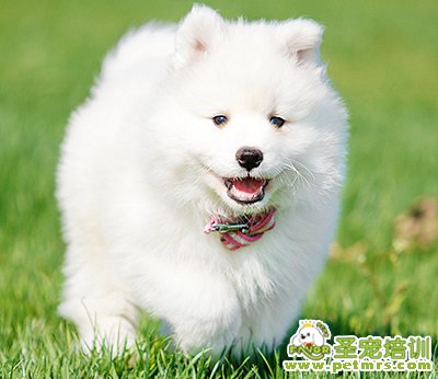 薩摩耶犬