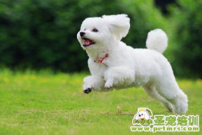 貴賓犬