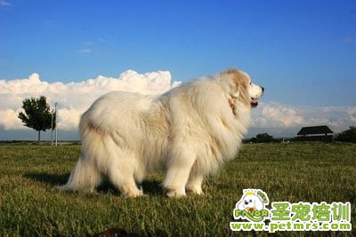 大白熊犬
