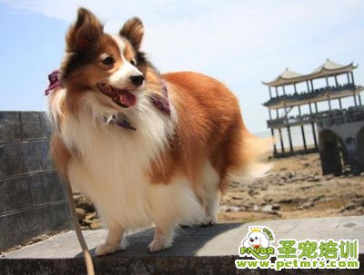 喜樂蒂犬