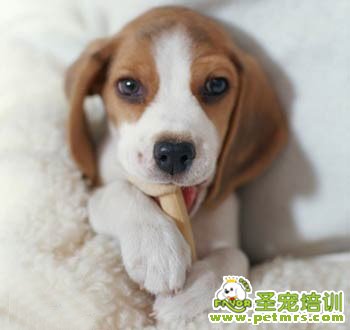 比格犬