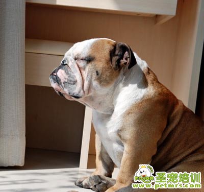 沙皮犬食物選擇