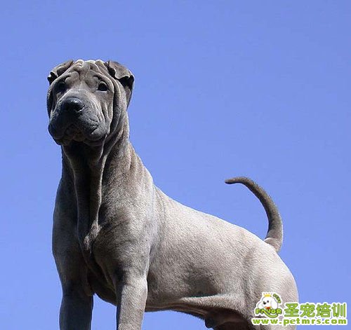 沙皮犬美容護理