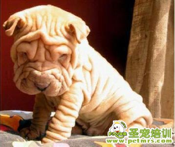 沙皮犬疾病防治