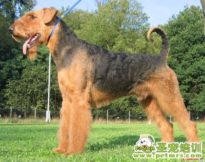萬能梗犬