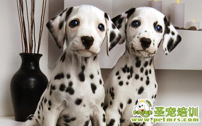 斑點犬