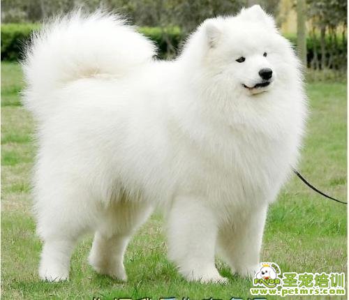 銀狐犬