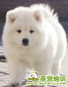 銀狐犬護(hù)理