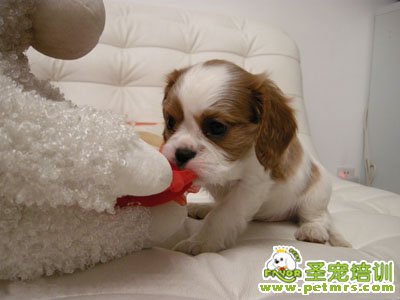 可愛狗狗