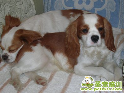 查理王獵犬