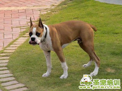 拳師犬