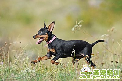迷你杜賓犬