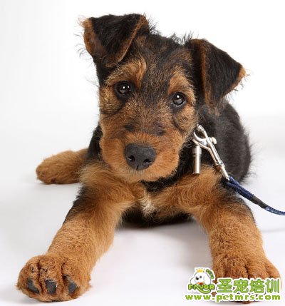 可愛的狗狗