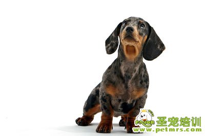 比格犬