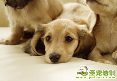 狗狗生病