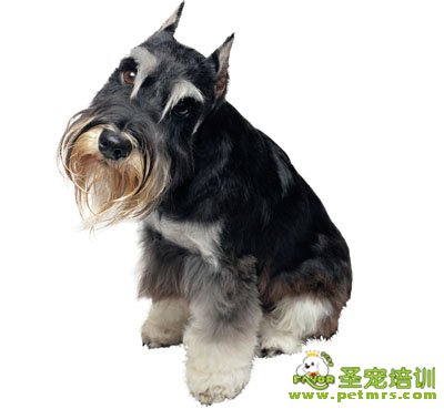雪納瑞犬