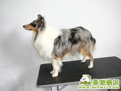 蘇格蘭牧羊犬