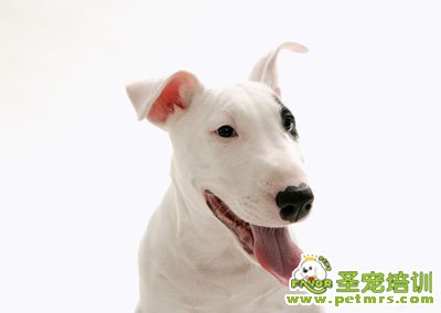 牛頭梗犬