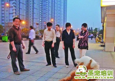 廣場遛狗