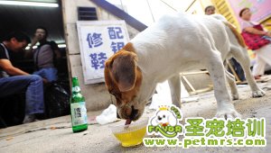 小狗“力力”