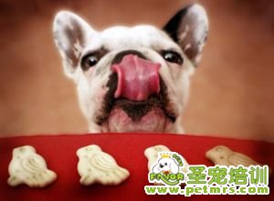 狗狗食欲