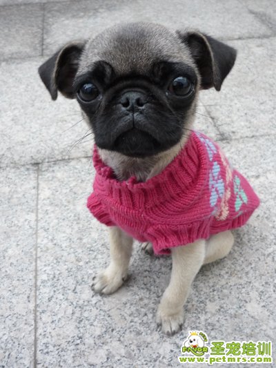 巴哥犬