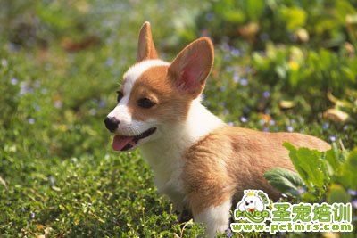 柯基犬