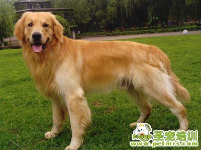 金毛狗狗