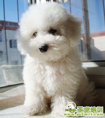貴賓犬