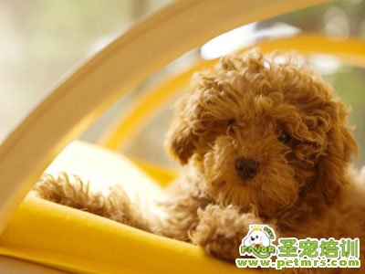 貴賓犬