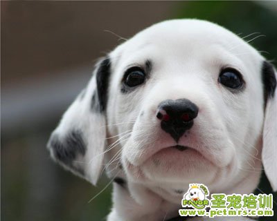 斑點狗狗