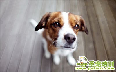 憂郁的狗狗