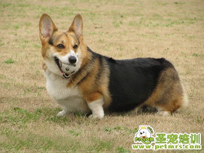 柯基犬