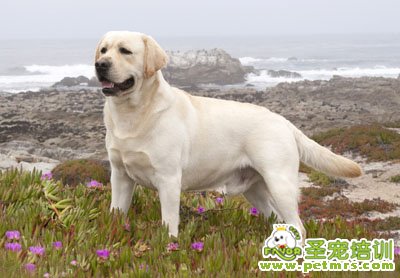 拉布拉多犬