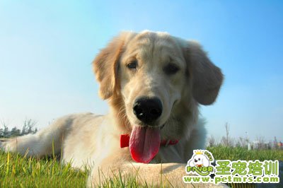金毛犬