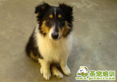 蘇格蘭牧羊犬