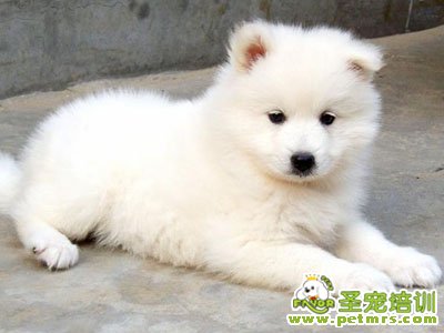 薩摩耶犬