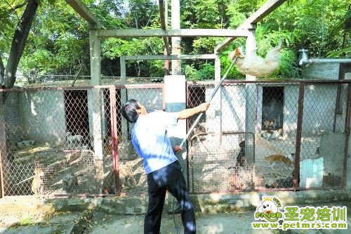 在犬只留檢所，工作人員直接將狗投入籠中。