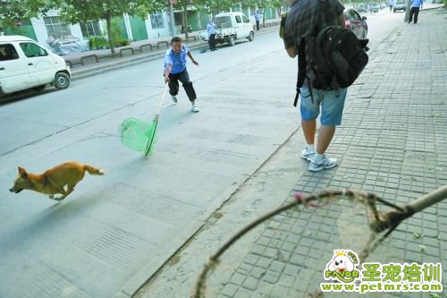 工作人員在街頭捕狗