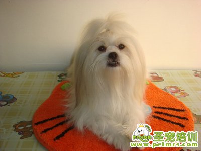 狗狗吹毛