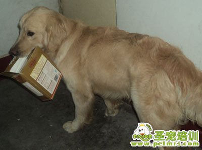 狗狗營養品