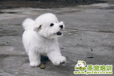 比熊犬