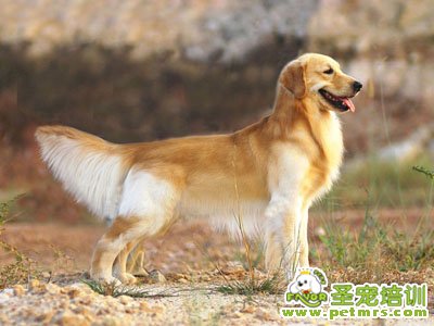 可愛狗狗